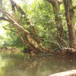 Konni Kuttavanchi bowl boat galleryy photo